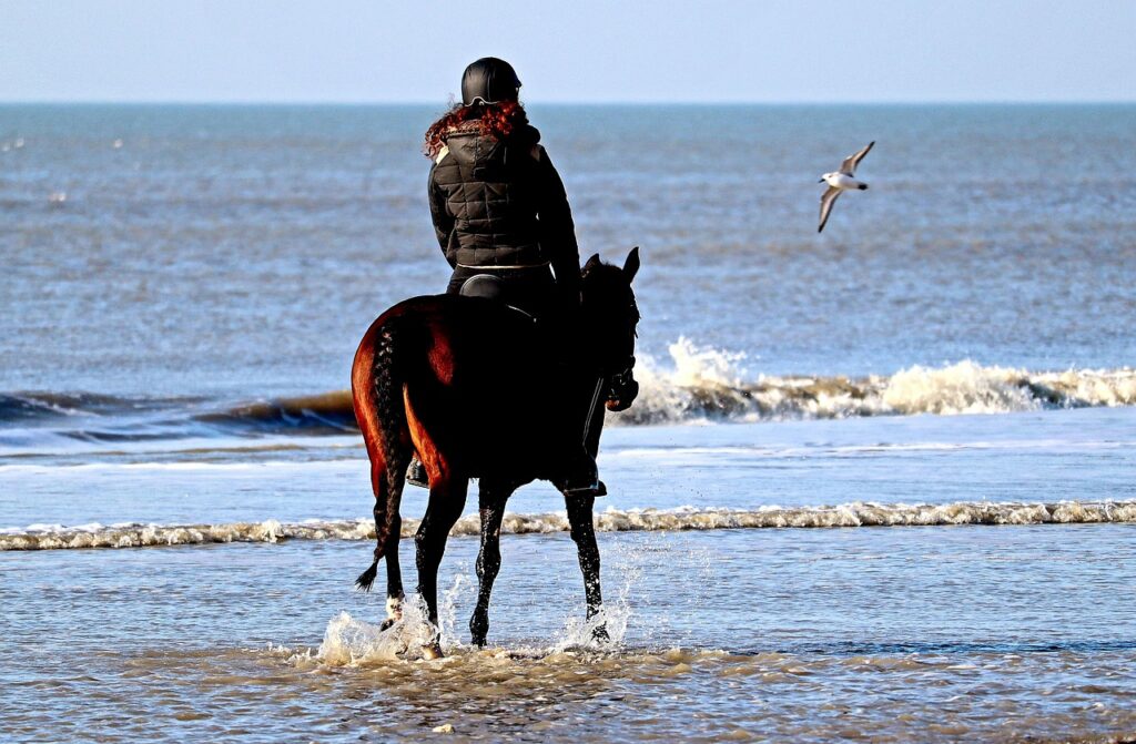 horse, equestrian, rider-7063849.jpg
